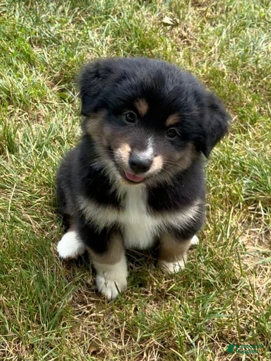 Mixed Breed dogs Bear - Ad 2