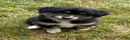 Mixed Breed dogs for sale: Bear - Ad 2