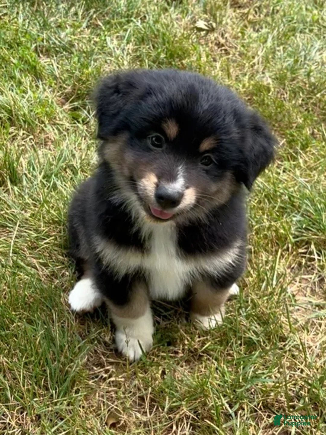 Mixed Breed dogs for sale: Bear - Ad 2