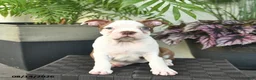 Boston Terrier dogs for sale: Rosemary  - Ad 3