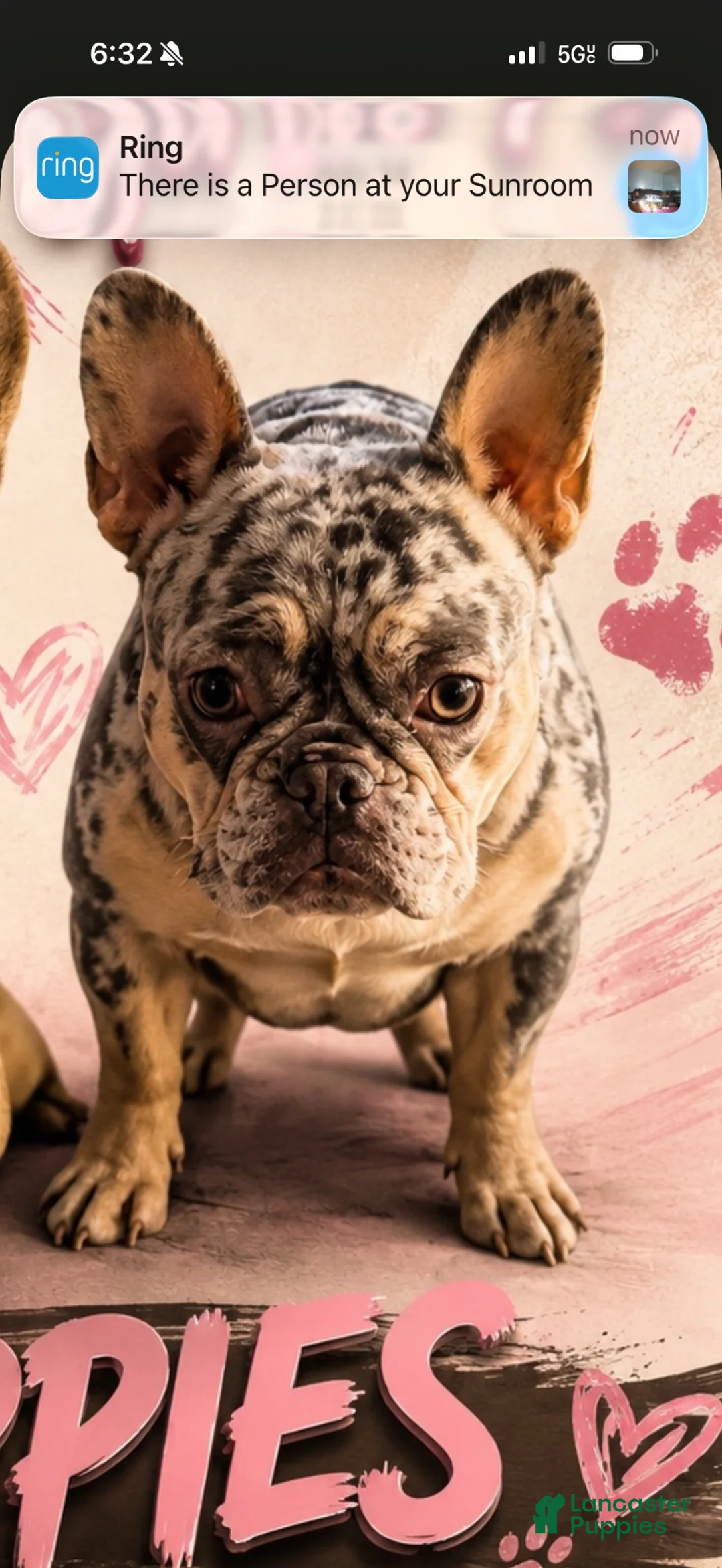 French Bulldog dogs for sale: French Bulldog 2 - Ad 2
