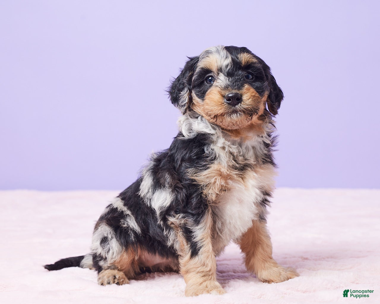 Mini Bernedoodle dogs Sandy - Ad 5