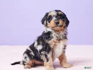 Mini Bernedoodle dogs Sandy - Ad 5