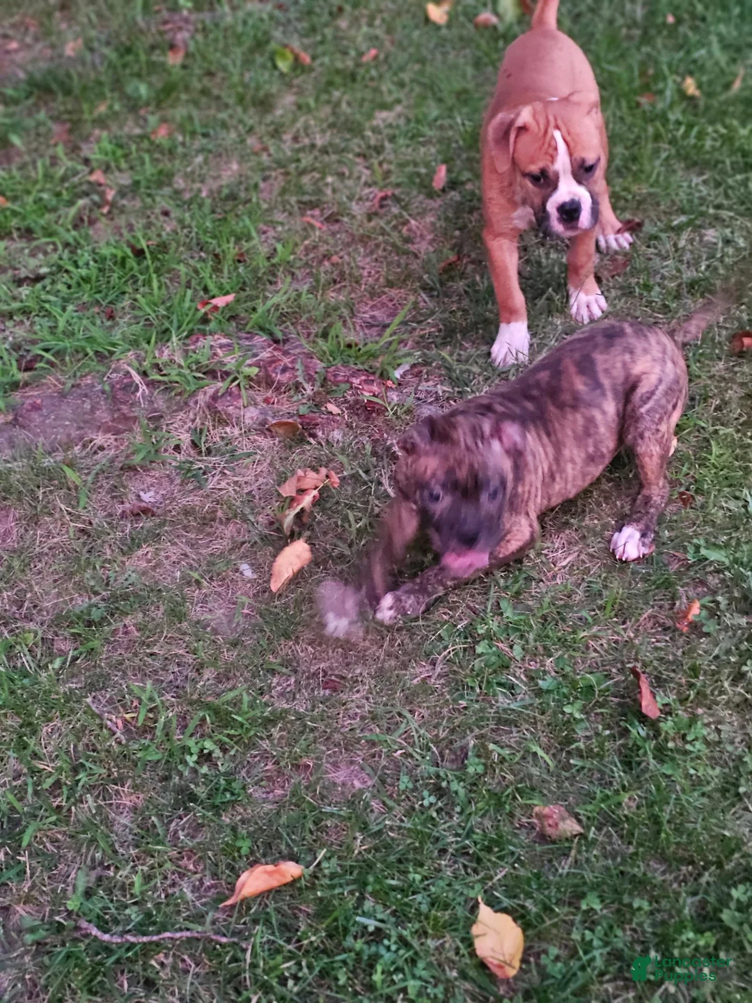 Mixed Breed dogs for sale: Gator - Ad 8