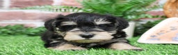 Miniature Schnauzer dogs for sale: Gus - Ad 1