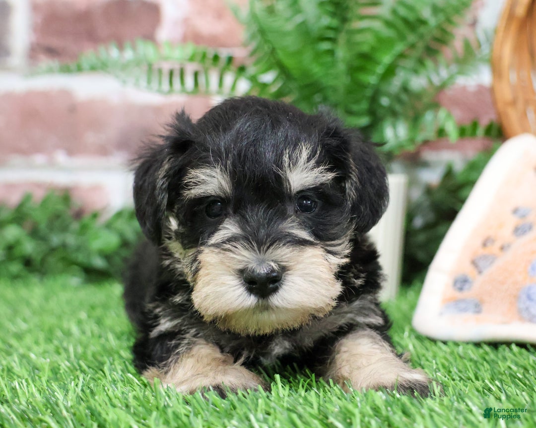Miniature Schnauzer dogs for sale: Gus - Ad 1
