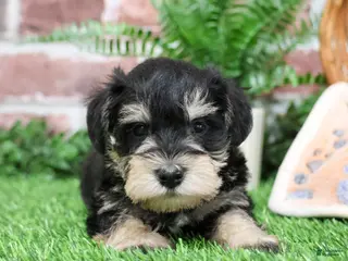Miniature Schnauzer dogs Gus - Ad 35