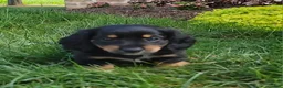 Miniature Dachshund dogs for sale: Venture  - Ad 15