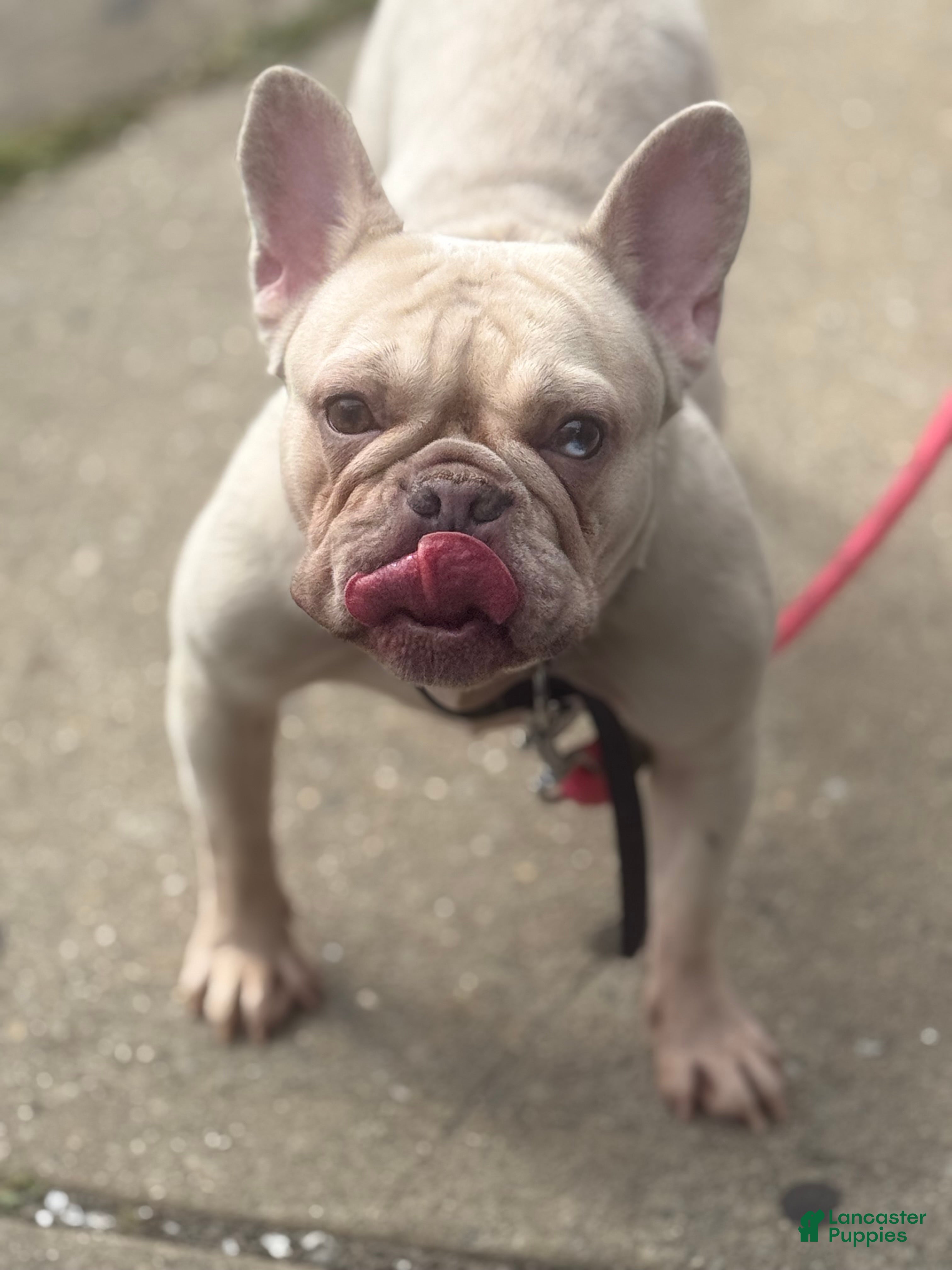 French Bulldog dogs French Bulldog Puppy 2 - Ad 41