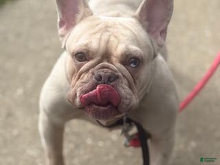 French Bulldog dogs French Bulldog Puppy 2 - Ad 41