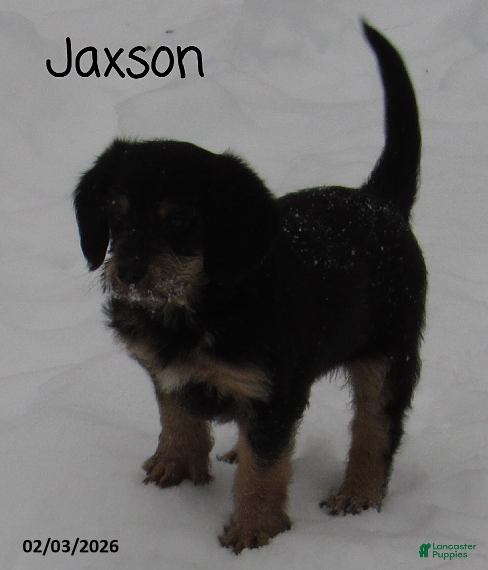 Labradoodle dogs Jaxson - Ad 2