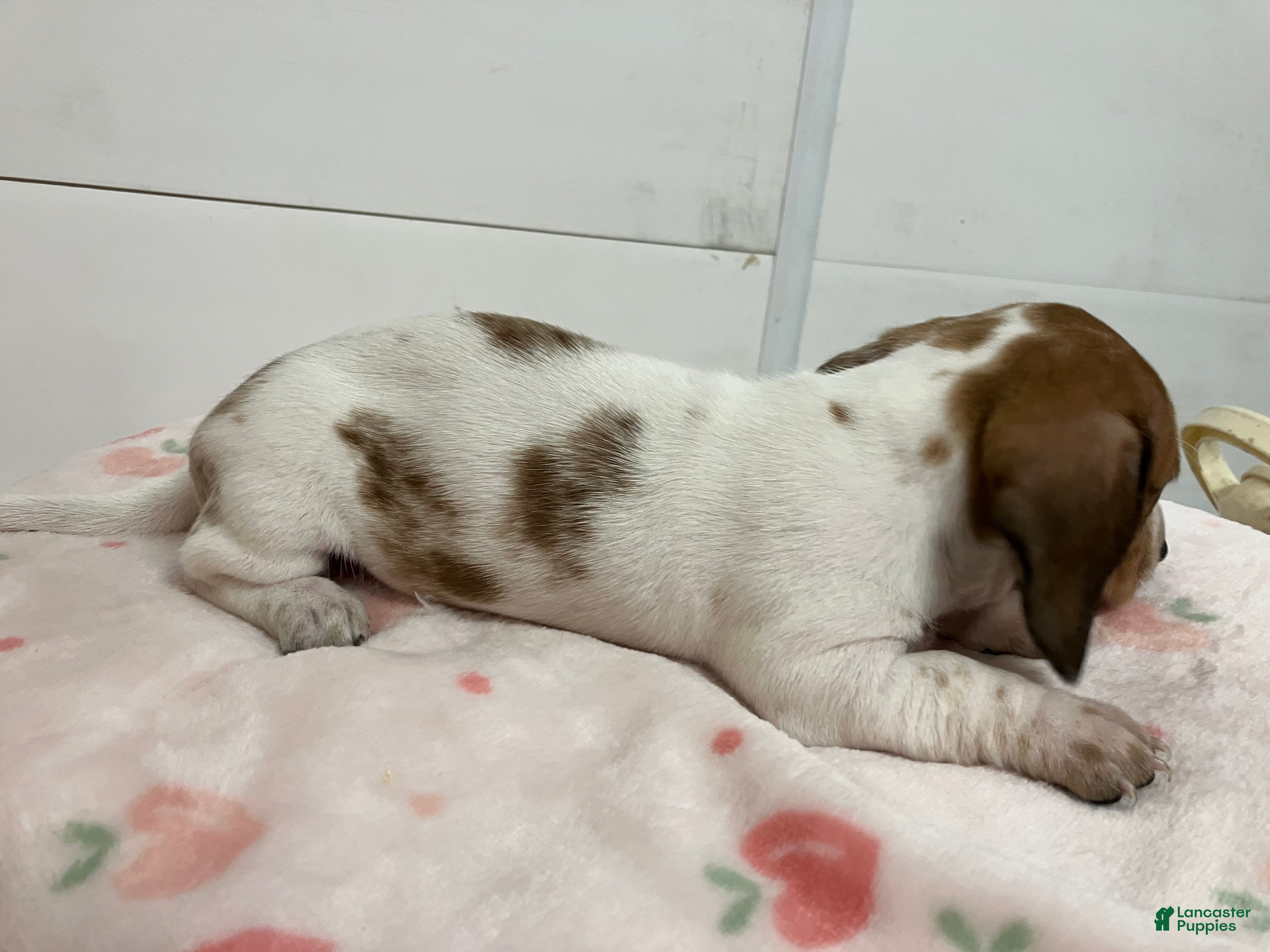Miniature Dachshund dogs for sale: Zippy  - Ad 2