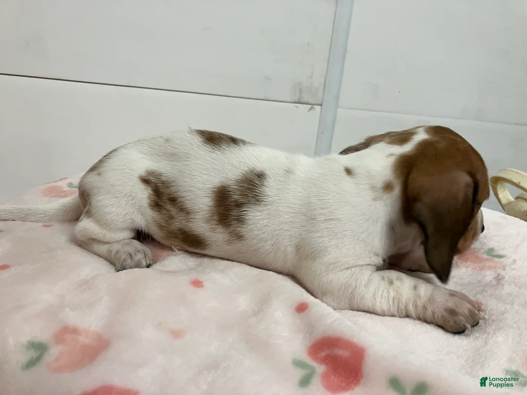 Miniature Dachshund dogs for sale: Zippy  - Ad 2