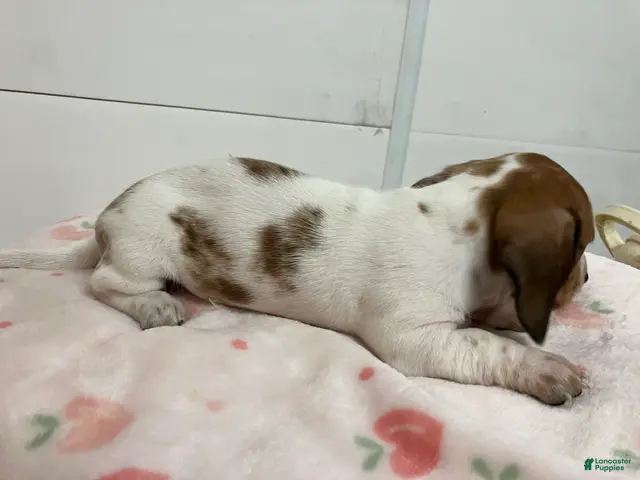 Miniature Dachshund dogs for sale: Zippy - Ad 2