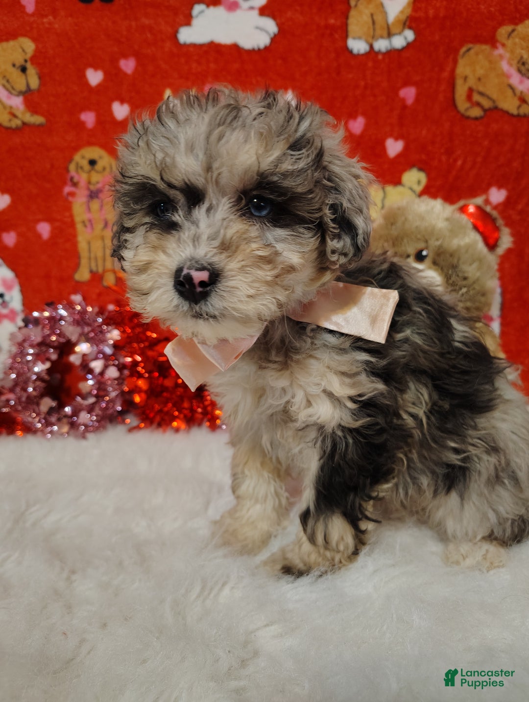 Mini Bernedoodle dogs for sale: Maggie - Ad 7