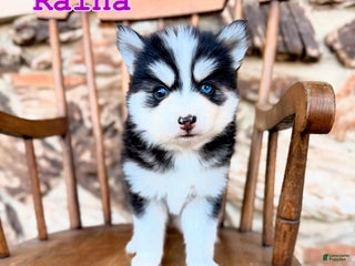 Pomsky dogs Raina - Ad 6