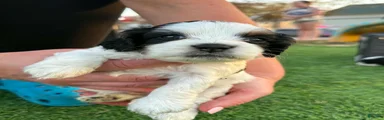 Mixed Breed Puppy 2