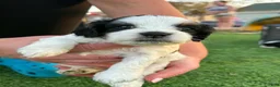 Mixed Breed dogs for sale: Mixed Breed Puppy 2 - Ad 1