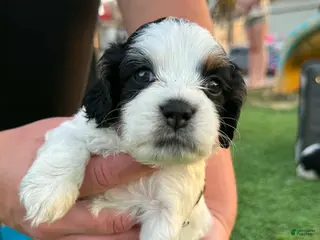 Mixed Breed dogs Mixed Breed Puppy 2 - Ad 4