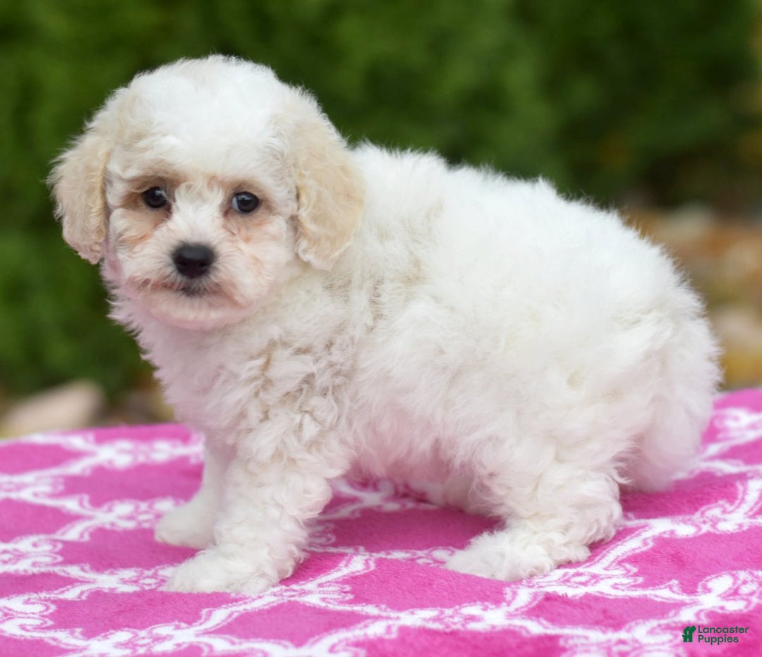 Bichpoo dogs for sale: Fisher - Ad 1