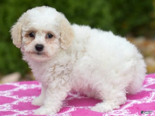 Bichpoo dogs Fisher - Ad 42