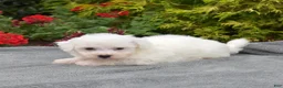 Bichon Frise dogs for sale: Cairo (tiny) - Ad 4