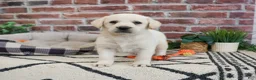 Labrador Retriever dogs for sale: Webber  - Ad 3