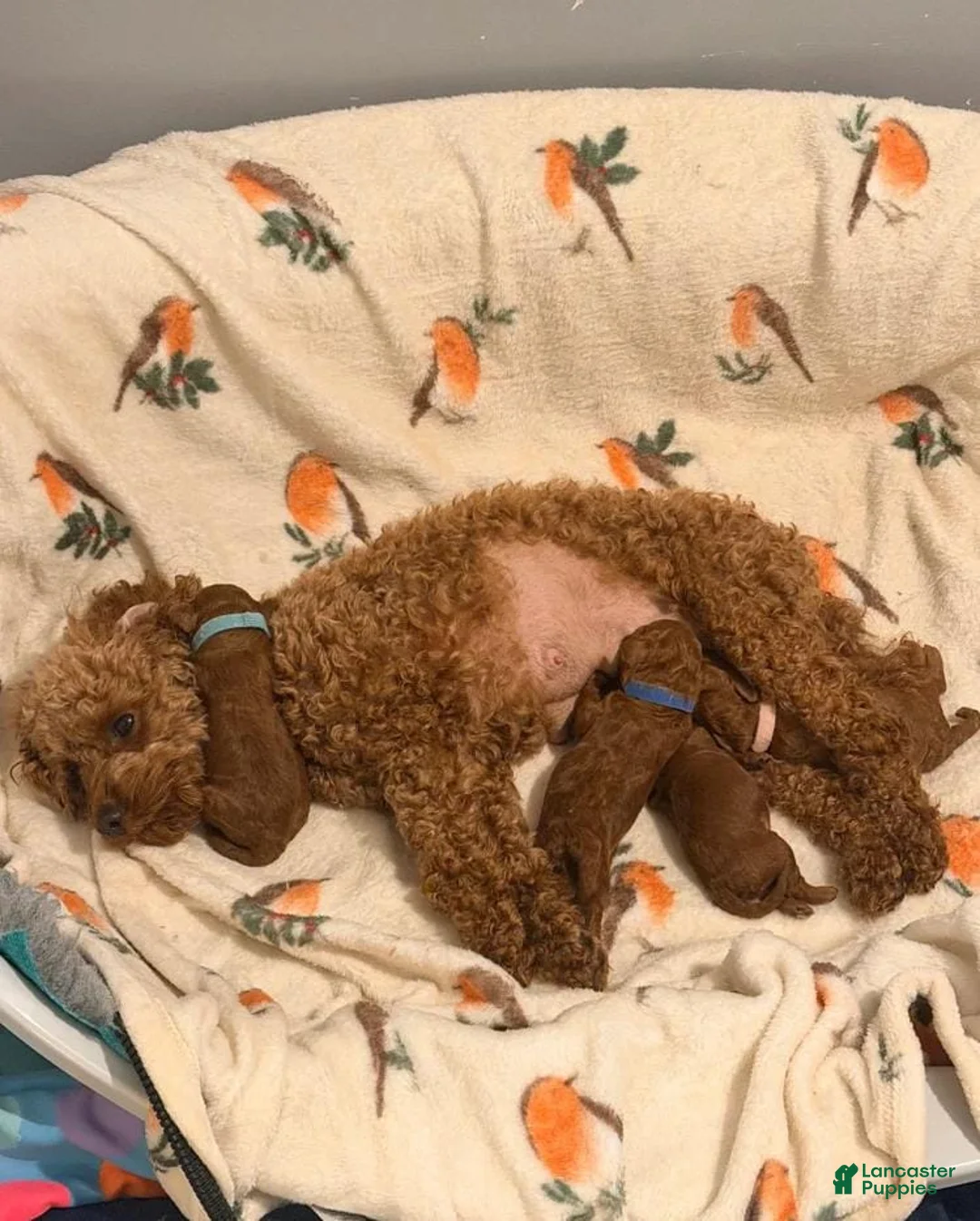 Cavapoo dogs for sale: Nicky - Ad 2