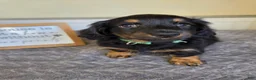 Miniature Dachshund dogs for sale: Chai- AKC - Ad 2