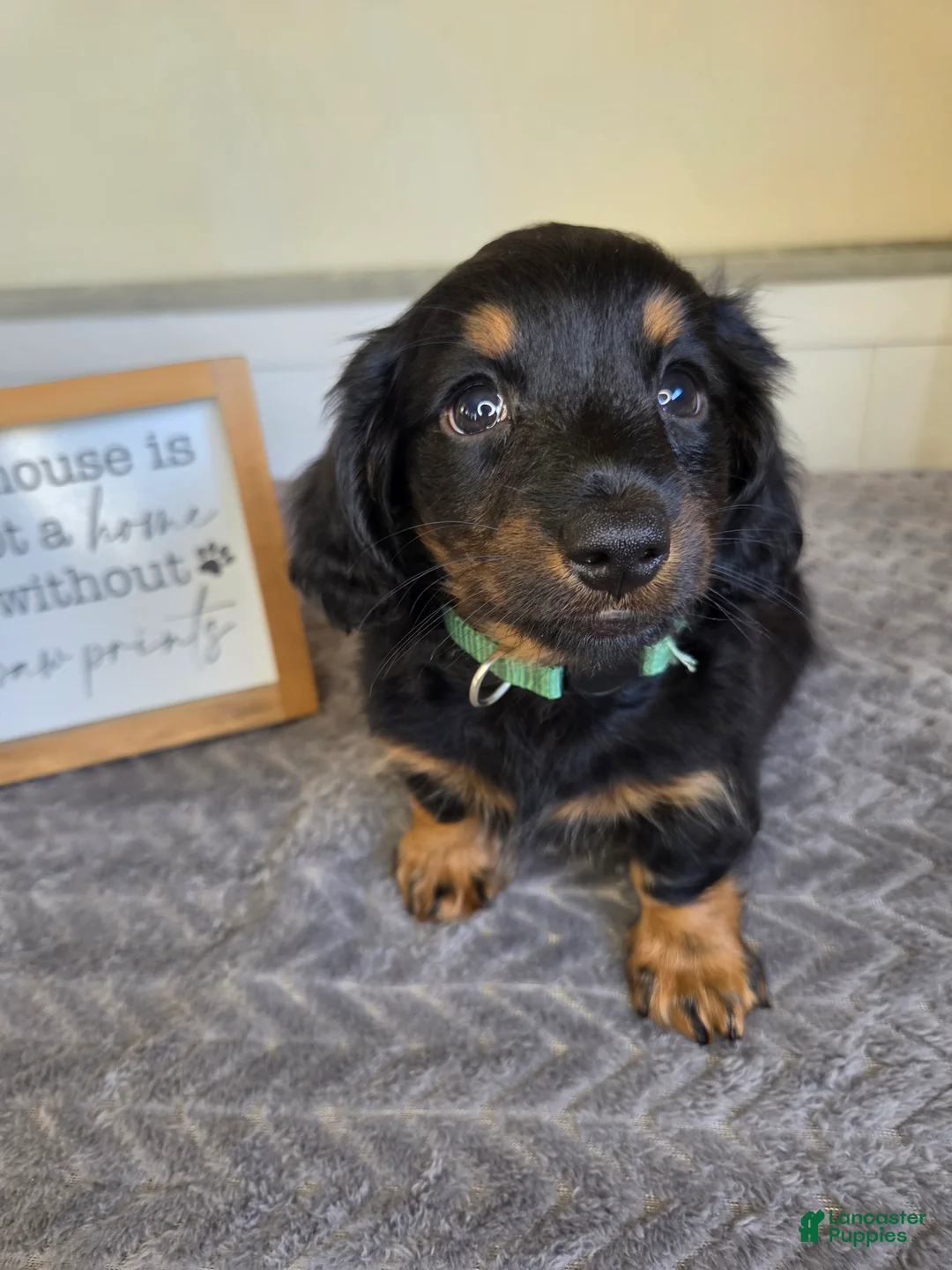 Miniature Dachshund dogs for sale: Chai- AKC - Ad 2