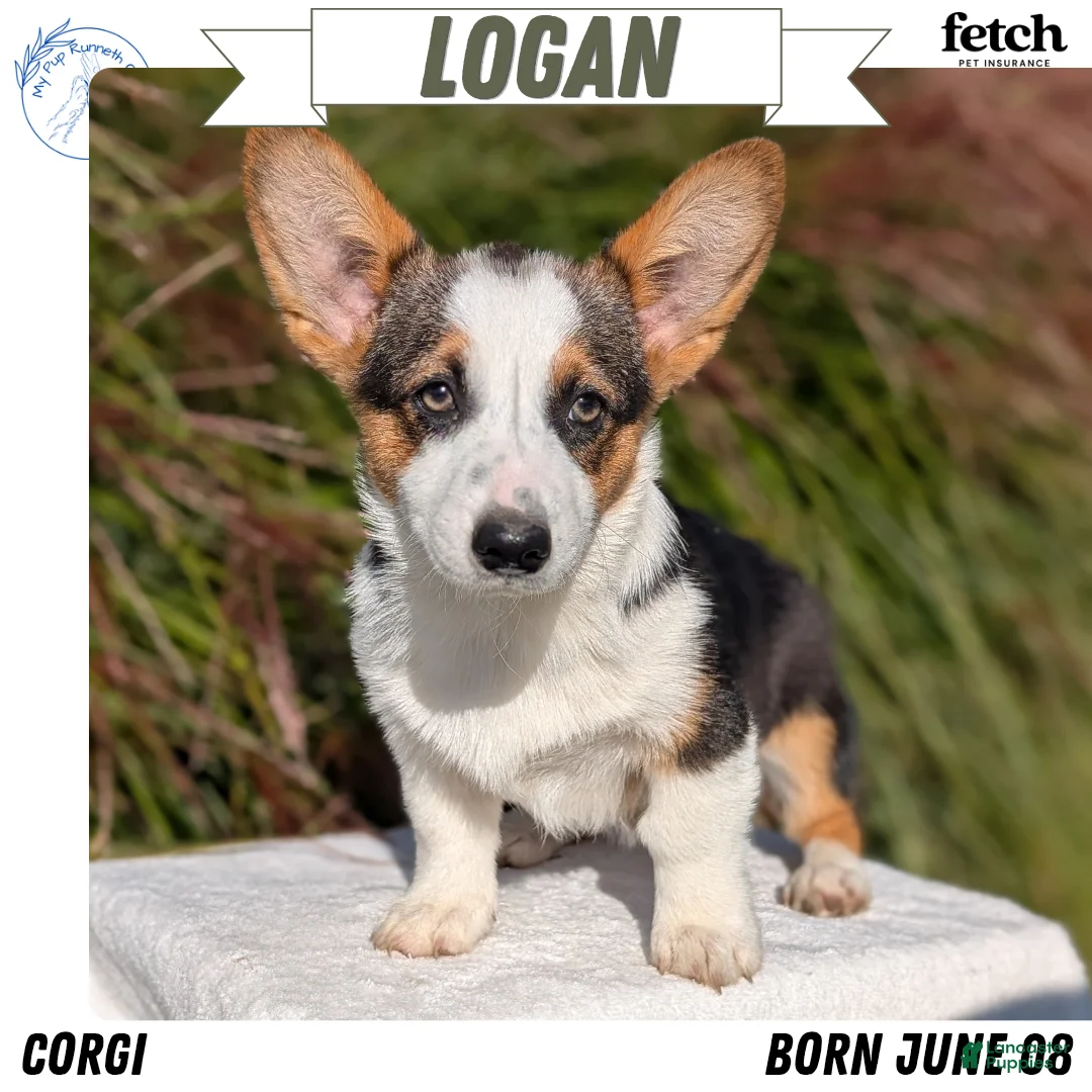 Welsh Corgi Pembroke dogs for sale: Logan - Ad 1