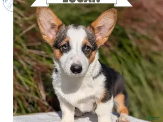 Welsh Corgi Pembroke dogs Logan - Ad 1