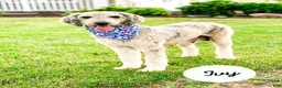 Standard Poodle dogs for sale: Isaiah - Ad 2
