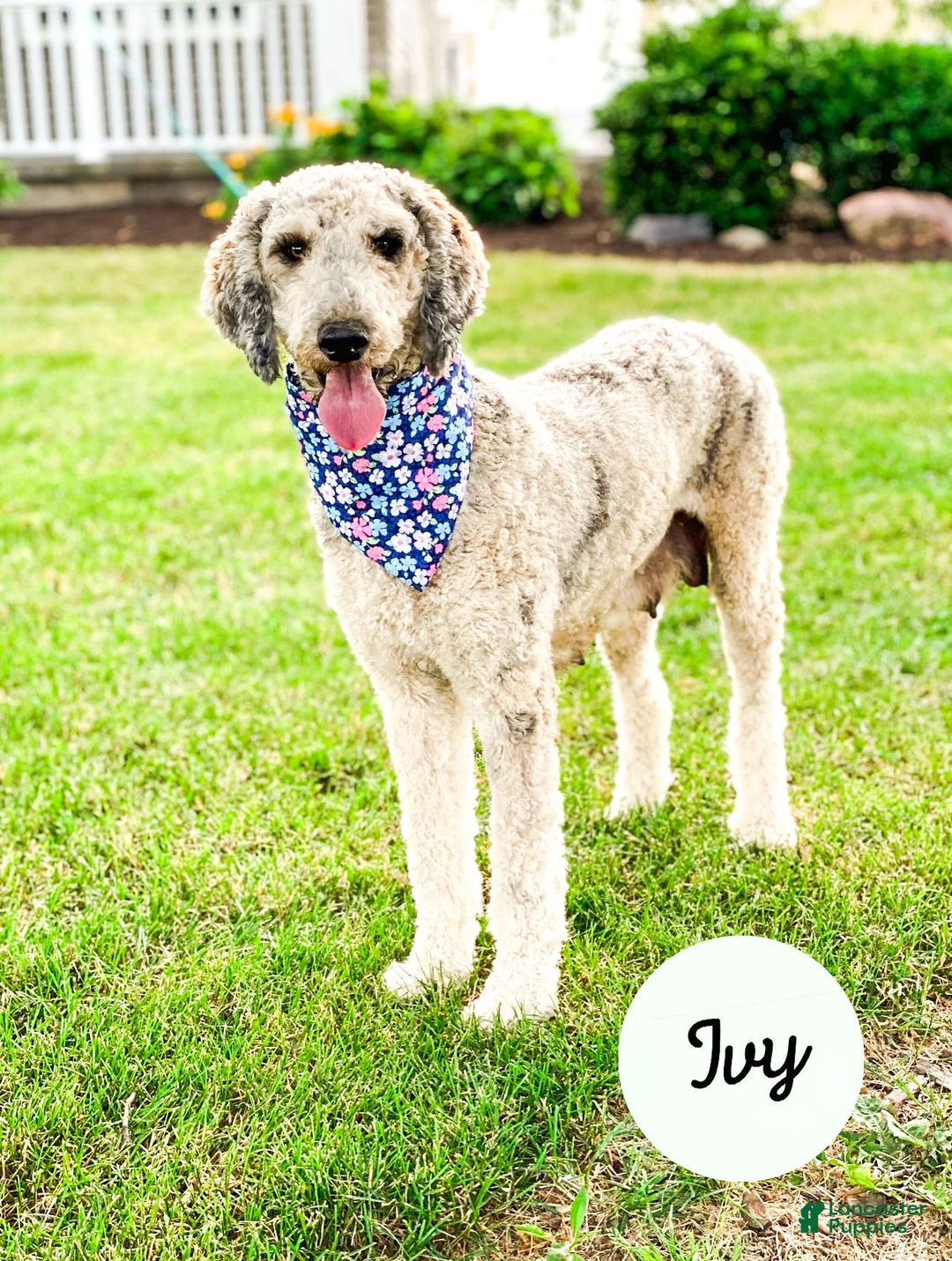 Standard Poodle dogs for sale: Isaiah - Ad 2
