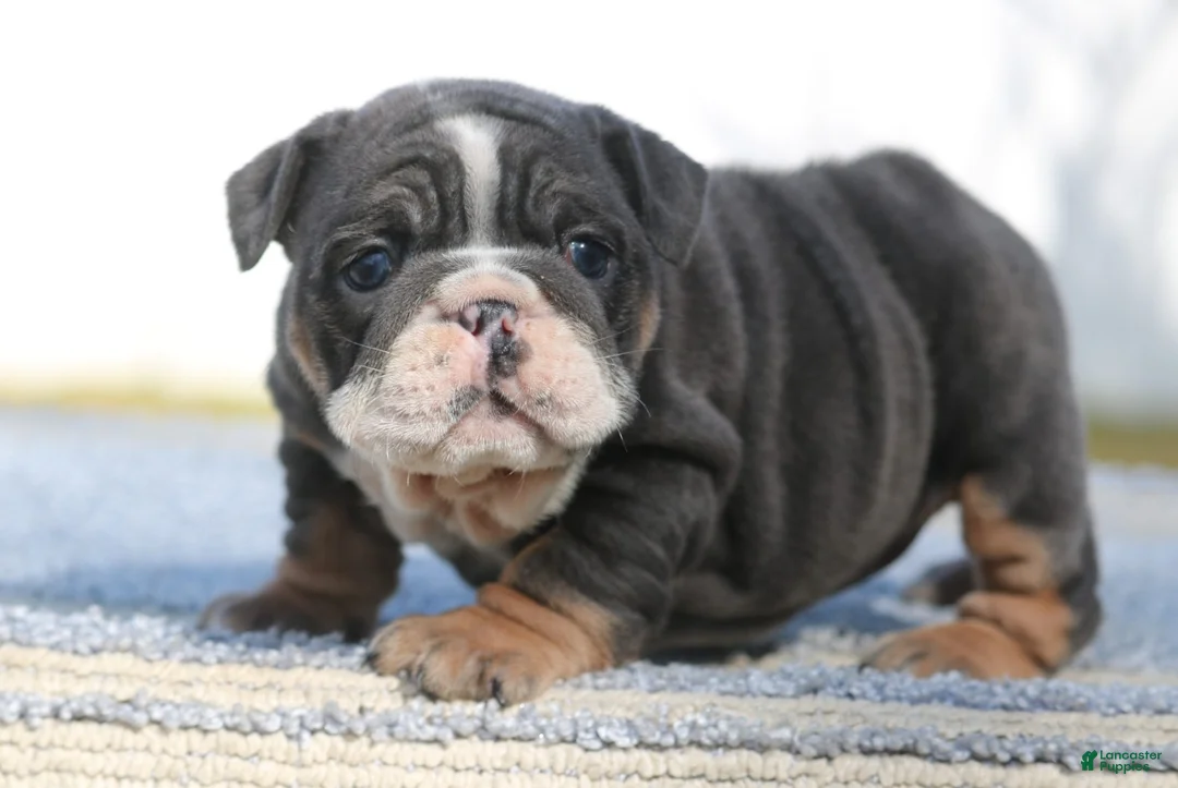 English Bulldog dogs for sale: English Bulldog Puppy 4 - Ad 2