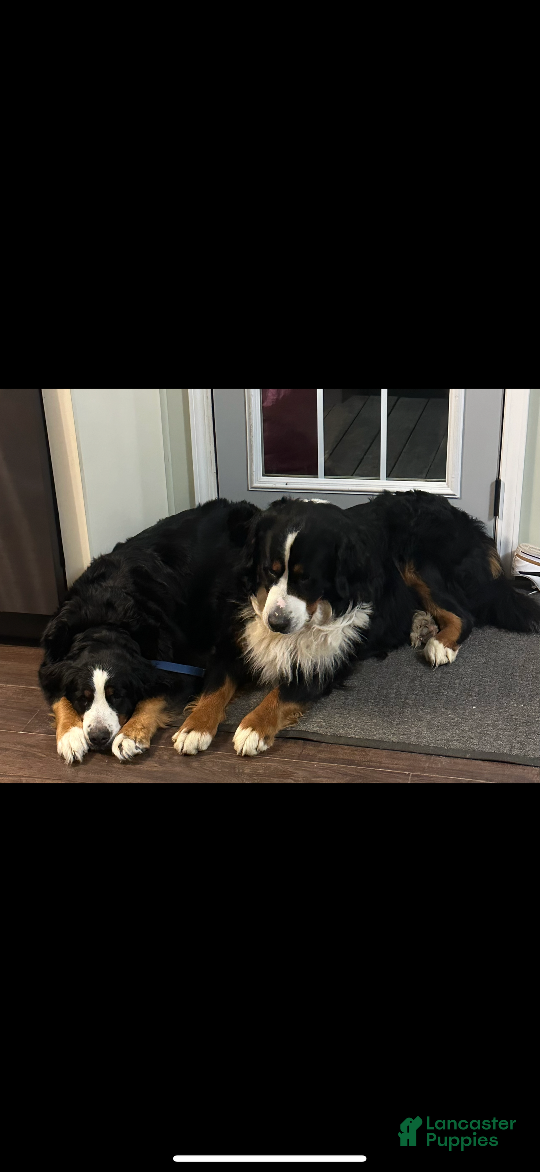Bernese Mountain Dog dogs for sale: Holly - Ad 5