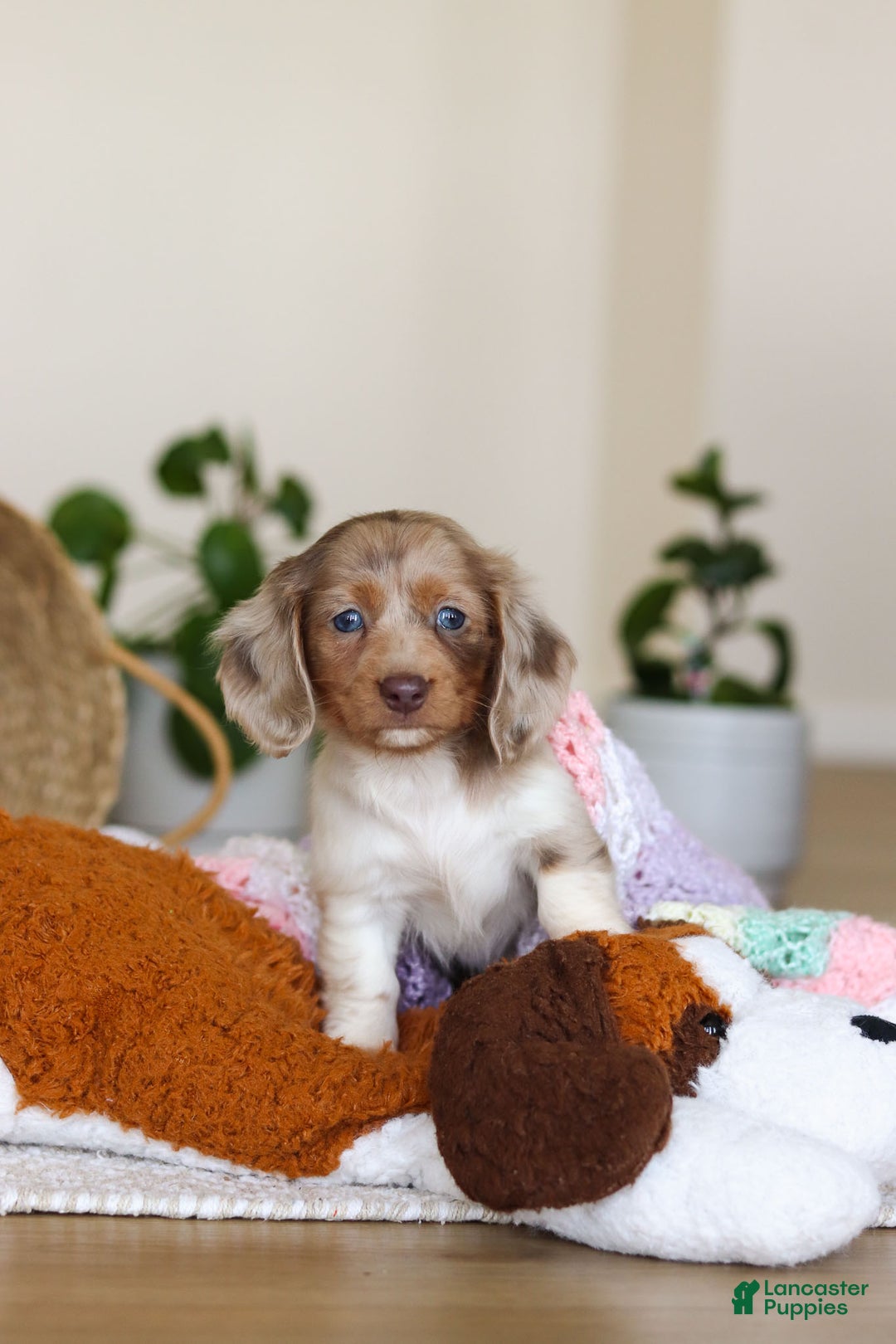 Miniature Dachshund dogs for sale: Skye - Ad 13