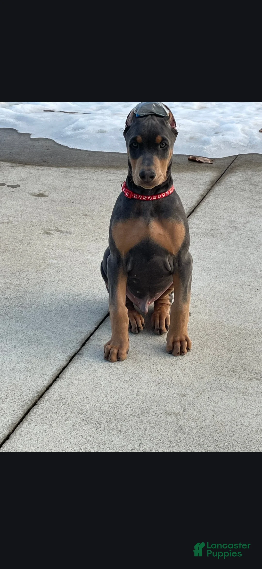 Doberman Pinscher dogs for sale: Blue Doberman Pinscher Puppy - Jett - Ad 1