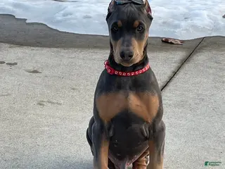 Doberman Pinscher dogs Blue Doberman Pinscher Puppy - Jett - Ad 29