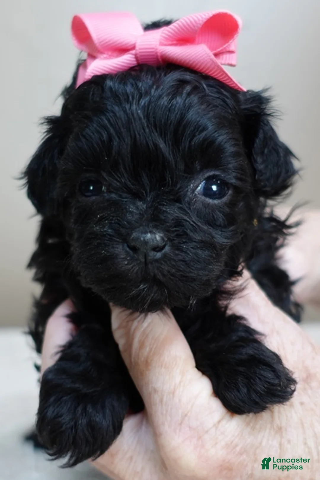 Maltipoo dogs for sale: Emmy 1 lb 4 ozs - Ad 1