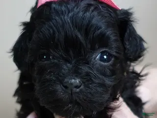 Maltipoo dogs Emmy 1 lb 4 ozs - Ad 5