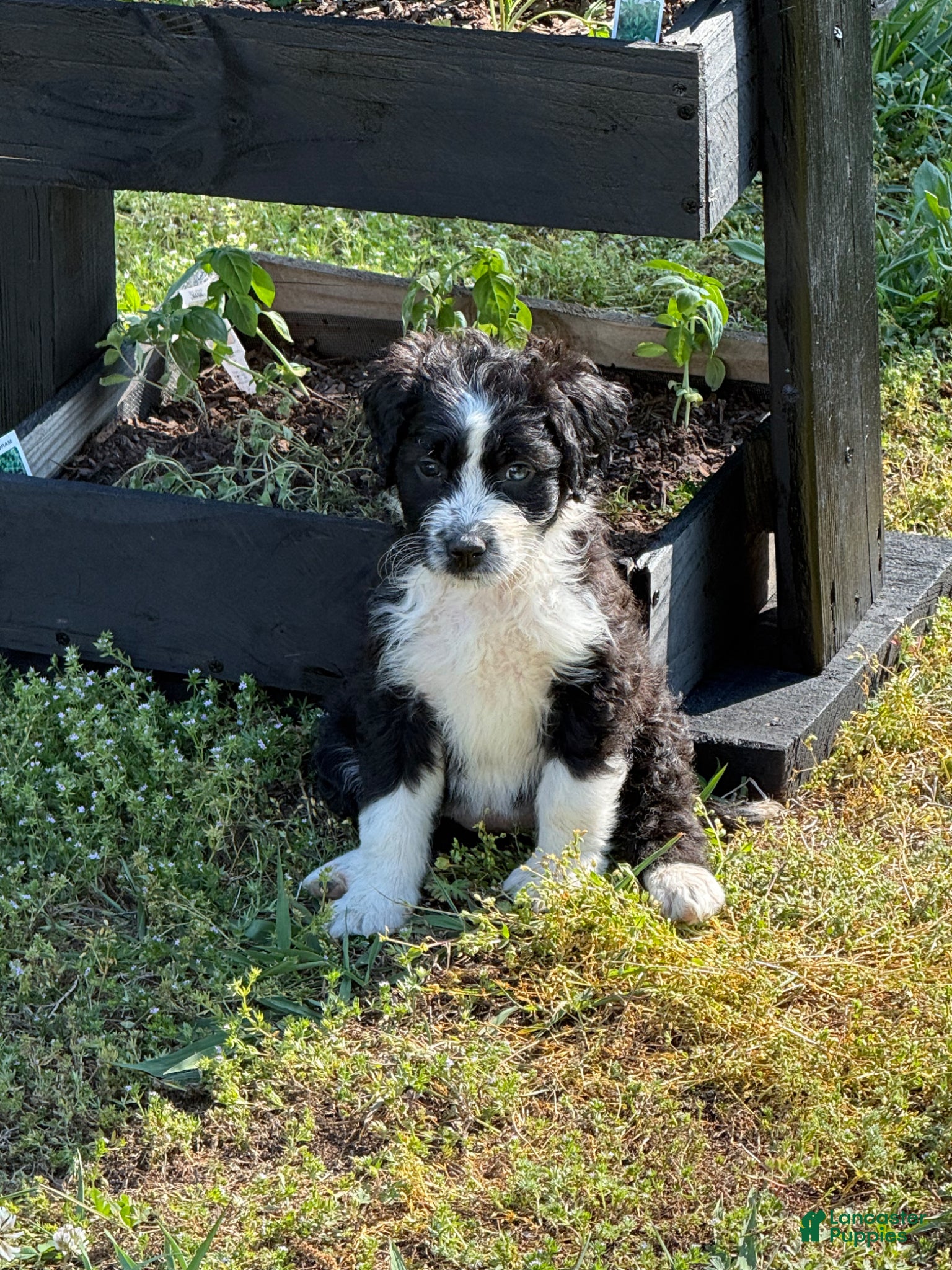 Aussiedoodle dogs Twilight Sparkle (purple) - Ad 10