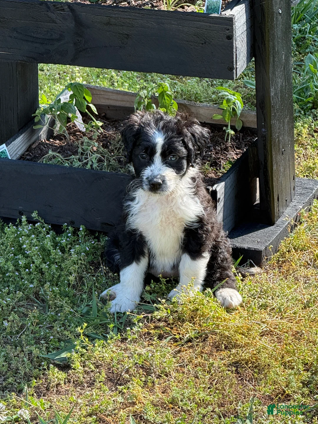 Aussiedoodle dogs for sale: Twilight Sparkle (purple) - Ad 1