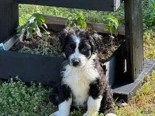 Aussiedoodle dogs Twilight Sparkle (purple) - Ad 10