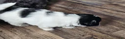Teddy Bear dogs for sale: Allie - Ad 3