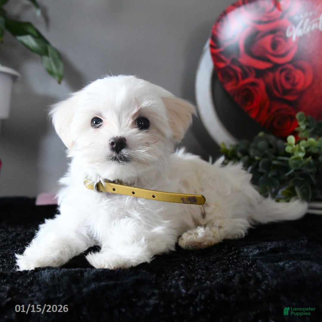 Maltese dogs for sale: Marshmallow - Ad 2