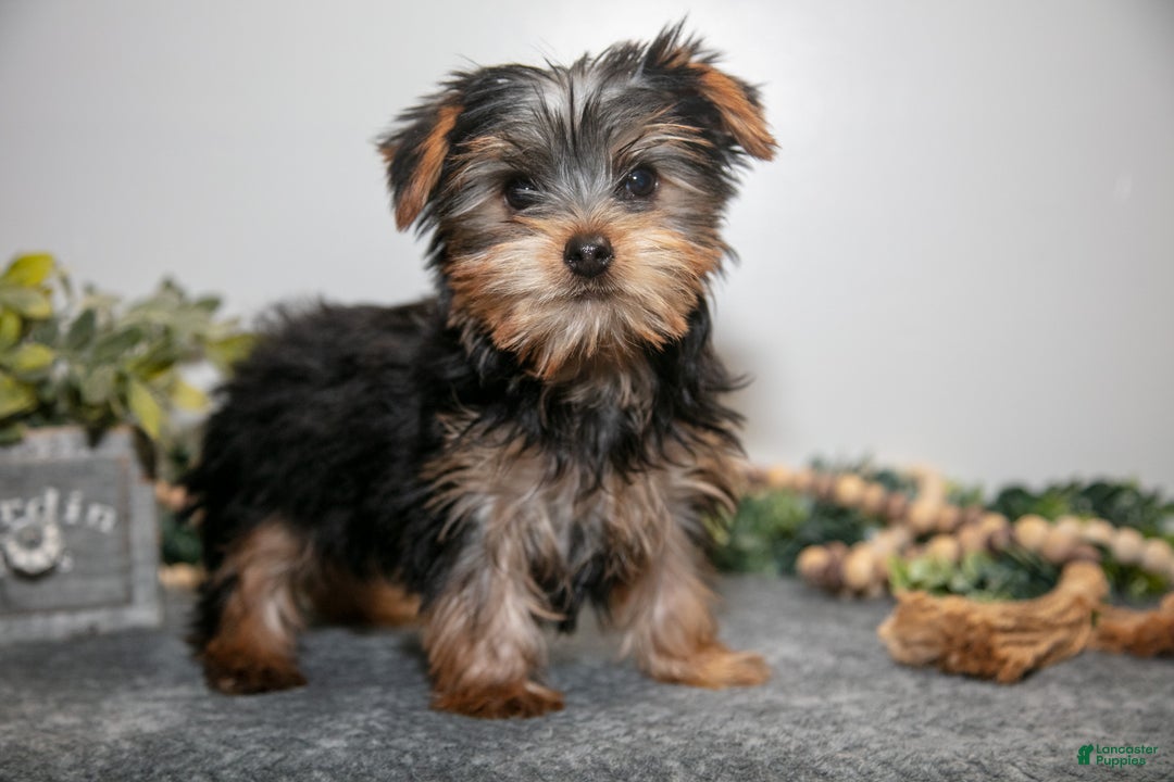 Yorkshire Terrier dogs for sale: Gordy - Ad 1