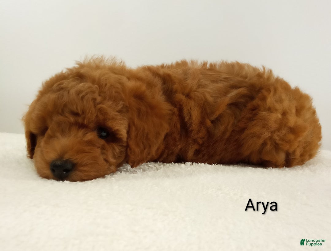 Toy Poodle dogs for sale: Arya - AKC  - Ad 7