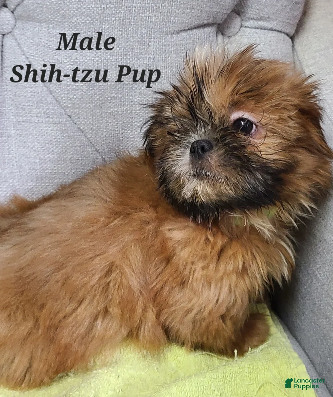 Shih Tzu dogs for sale: Shih Tzu Puppy (Green Collar) - Ad 2