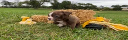 Boston Terrier dogs for sale: Gunner - Ad 9